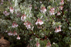 Photo taken at northern population near Fremont Peak in <a href=